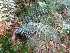  ( - MP4328)  @11 [ ] Copyright (2015) PHCDBS Paul Hebert Centre For DNA Barcoding And Biodiversity Studies