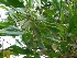  (Acacia auriculiformis - MP640)  @11 [ ] Copyright (2013) PHCDBS Paul Hebert Centre for DNA Barcoding and Biodiversity Studies