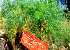  (Foeniculum vulgare - MP4303)  @11 [ ] Copyright (2015) PHCDBS Paul Hebert Centre For DNA Barcoding And Biodiversity Studies