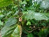  ( - MP4312)  @11 [ ] Copyright (2015) PHCDBS Paul Hebert Centre For DNA Barcoding And Biodiversity Studies