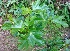  ( - MP4285)  @11 [ ] Copyright (2015) PHCDBS Paul Hebert Centre For DNA Barcoding And Biodiversity Studies