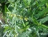  ( - MP4230)  @11 [ ] Copyright (2015) PHCDBS Paul Hebert Centre For DNA Barcoding And Biodiversity Studies