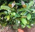  ( - MP4317)  @11 [ ] Copyright (2015) PHCDBS Paul Hebert Centre For DNA Barcoding And Biodiversity Studies