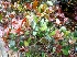  (Niemeyera - MP4307)  @11 [ ] Copyright (2015) PHCDBS Paul Hebert Centre For DNA Barcoding And Biodiversity Studies