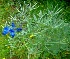  ( - MP4252)  @11 [ ] Copyright (2015) PHCDBS Paul Hebert Centre For DNA Barcoding And Biodiversity Studies