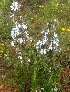  ( - MP4258)  @11 [ ] Copyright (2015) PHCDBS Paul Hebert Centre For DNA Barcoding And Biodiversity Studies