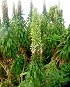  ( - MP4234)  @11 [ ] Copyright (2015) PHCDBS Paul Hebert Centre For DNA Barcoding And Biodiversity Studies