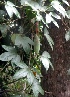 (Passiflora trifoliata - MP4347)  @11 [ ] Copyright (2015) PHCDBS Paul Hebert Centre For DNA Barcoding And Biodiversity Studies