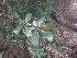  (Chrysophyllum oliviforme - MP4409)  @11 [ ] Copyright (2015) PHCDBS Paul Hebert Centre For DNA Barcoding And Biodiversity Studies