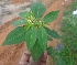  ( - MP4358)  @11 [ ] Copyright (2015) PHCDBS Paul Hebert Centre For DNA Barcoding And Biodiversity Studies