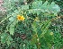  (Senna alata - MP4360)  @11 [ ] Copyright (2015) PHCDBS Paul Hebert Centre For DNA Barcoding And Biodiversity Studies