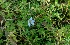  ( - MP4364)  @11 [ ] Copyright (2015) PHCDBS Paul Hebert Centre For DNA Barcoding And Biodiversity Studies