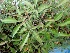  ( - MP4405)  @11 [ ] Copyright (2015) PHCDBS Paul Hebert Centre For DNA Barcoding And Biodiversity Studies