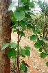  ( - MP4383)  @11 [ ] Copyright (2015) PHCDBS Paul Hebert Centre For DNA Barcoding And Biodiversity Studies