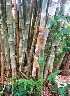  ( - MP4401)  @11 [ ] Copyright (2015) PHCDBS Paul Hebert Centre For DNA Barcoding And Biodiversity Studies
