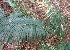  ( - MP4368)  @11 [ ] Copyright (2015) PHCDBS Paul Hebert Centre For DNA Barcoding And Biodiversity Studies