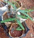  ( - MP4451)  @11 [ ] Copyright (2015) PHCDBS Paul Hebert Centre For DNA Barcoding And Biodiversity Studies