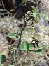  ( - MP667.1)  @11 [ ] Copyright (2013) PHCDBS Paul Hebert Centre for DNA Barcoding and Biodiversity Studies