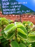  (Coleus - MP4580)  @11 [ ] Copyright (2015) PHCDBS Paul Hebert Centre For DNA Barcoding And Biodiversity Studies