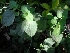  ( - MP666.1)  @11 [ ] Copyright (2013) PHCDBS Paul Hebert Centre for DNA Barcoding and Biodiversity Studies