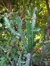  (Euphorbia antiquorum - MP689)  @11 [ ] Copyright (2013) PHCDBS Paul Hebert Centre for DNA Barcoding and Biodiversity Studies