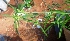  (Leucas - MP4549)  @11 [ ] Copyright (2015) PHCDBS Paul Hebert Centre For DNA Barcoding And Biodiversity Studies