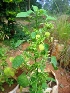  ( - MP4626)  @11 [ ] Copyright (2015) PHCDBS Paul Hebert Centre For DNA Barcoding And Biodiversity Studies