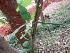 (Centrosema - MP4621)  @11 [ ] Copyright (2015) PHCDBS Paul Hebert Centre For DNA Barcoding And Biodiversity Studies