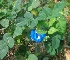  ( - MP4577)  @11 [ ] Copyright (2015) PHCDBS Paul Hebert Centre For DNA Barcoding And Biodiversity Studies