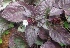  ( - MP4538)  @11 [ ] Copyright (2015) PHCDBS Paul Hebert Centre For DNA Barcoding And Biodiversity Studies