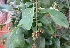  ( - MP4591)  @11 [ ] Copyright (2015) PHCDBS Paul Hebert Centre For DNA Barcoding And Biodiversity Studies