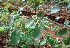  ( - MP4629)  @11 [ ] Copyright (2015) PHCDBS Paul Hebert Centre For DNA Barcoding And Biodiversity Studies
