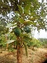  (Terminalia bellirica - MP4581)  @11 [ ] Copyright (2015) PHCDBS Paul Hebert Centre For DNA Barcoding And Biodiversity Studies