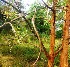  (Handroanthus selachidentatus - MP4534)  @11 [ ] Copyright (2015) PHCDBS Paul Hebert Centre For DNA Barcoding And Biodiversity Studies