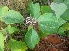  ( - MP4648)  @11 [ ] Copyright (2015) PHCDBS Paul Hebert Centre For DNA Barcoding And Biodiversity Studies