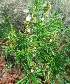  (Justicia santapaui - MP4523)  @11 [ ] Copyright (2015) PHCDBS Paul Hebert Centre For DNA Barcoding And Biodiversity Studies