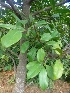  (Garcinia oblongifolia - MP4548)  @11 [ ] Copyright (2015) PHCDBS Paul Hebert Centre For DNA Barcoding And Biodiversity Studies