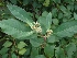 ( - MP859)  @11 [ ] Copyright (2013) PHCDBS Paul Hebert Centre for DNA Barcoding and Biodiversity Studies