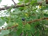  ( - MP860)  @11 [ ] Copyright (2013) PHCDBS Paul Hebert Centre for DNA Barcoding and Biodiversity Studies