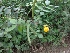  ( - MP870)  @11 [ ] Copyright (2013) PHCDBS Paul Hebert Centre for DNA Barcoding and Biodiversity Studies