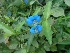  ( - MP872)  @11 [ ] Copyright (2013) PHCDBS Paul Hebert Centre for DNA Barcoding and Biodiversity Studies