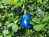 ( - MP873)  @11 [ ] Copyright (2013) PHCDBS Paul Hebert Centre for DNA Barcoding and Biodiversity Studies