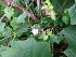  ( - MP890)  @11 [ ] Copyright (2014) G.D. Khedkar Paul Hebert Centre For DNA Barcoding And Biodiversity Studies