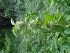  ( - MP892)  @11 [ ] Copyright (2013) PHCDBS Paul Hebert Centre for DNA Barcoding and Biodiversity Studies