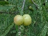  ( - MP903)  @11 [ ] Copyright (2013) PHCDBS Paul Hebert Centre for DNA Barcoding and Biodiversity Studies
