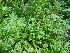  ( - MP912)  @11 [ ] Copyright (2013) PHCDBS Paul Hebert Centre for DNA Barcoding and Biodiversity Studies