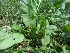  ( - MP913)  @11 [ ] Copyright (2013) PHCDBS Paul Hebert Centre for DNA Barcoding and Biodiversity Studies