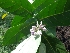  ( - MP915)  @11 [ ] Copyright (2013) PHCDBS Paul Hebert Centre for DNA Barcoding and Biodiversity Studies