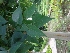  ( - MP921.1)  @11 [ ] Copyright (2013) PHCDBS Paul Hebert Centre for DNA Barcoding and Biodiversity Studies