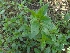  ( - SP34)  @11 [ ] Copyright (2014) PHCDS Paul Hebert Centre for DNA Barcoding and Biodiversity Studies